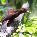 Woodpecker Finds Allies Against U.S. Helicopters