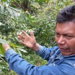 Chiapas’ Coffee Growers: Accidental Environmentalists
