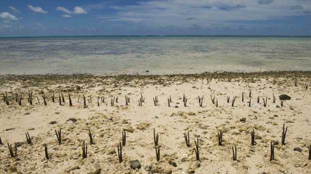 A view of mangrove shoots planted by Secretary-General Ban Ki-moon and others on Tarawa, an atoll in the Pacific island nation of Kiribati. Mr. Ban made an official visit to the area to discuss local people’s concerns about the effects of climate change on this low-lying land.